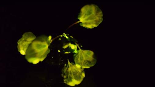 Ученым удалось вырастить растение, которое светится в темноте: захватывающее видео
