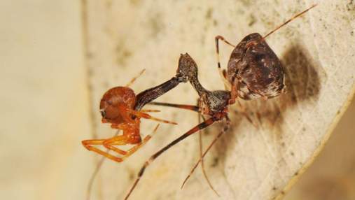 18 "свіжих" причин не їхати на Мадагаскар: вчені виявили на острові два десятки досі невідомих видів павуків-убивць