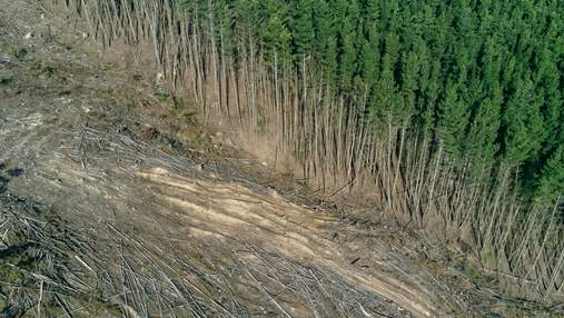 Массовое восстановление лесов не поможет против климатических изменений – исследователи