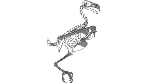 Ученые открыли новый вид орла, который жил 25 миллионов лет назад