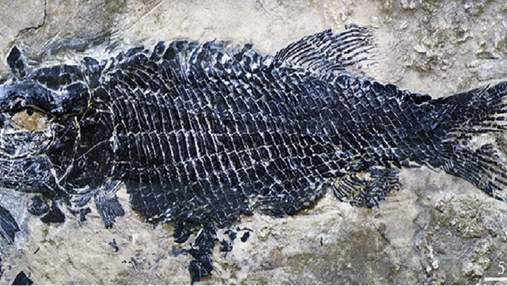 Плавала 200 мільйонів років тому: у Китаї знайшли найдавнішу скам’янілість риби у світі