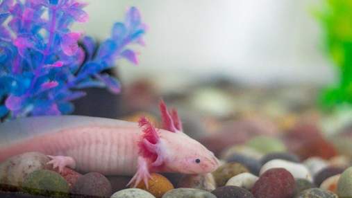 Смена формы, бег по воде и бессмертие: 10 удивительных вещей, на которые способны животные