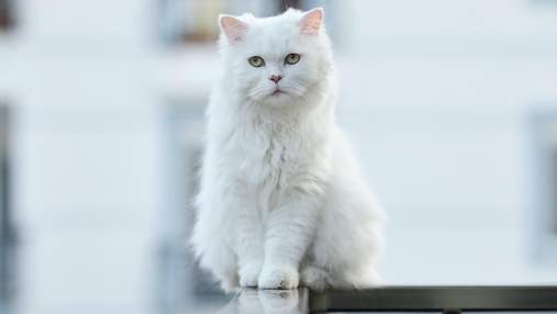 Ученые назвали самые красивые породы кошек: неожиданный результат