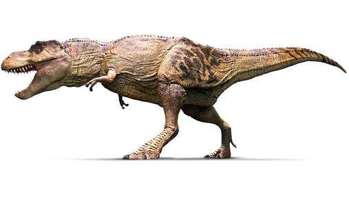 Ученые обнаружили у тираннозавра инфекцию костей