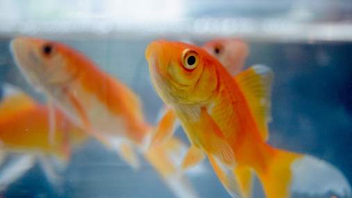Золоті рибки можуть бути водіями: вчені приголомшили новим дослідженням